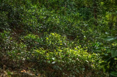 Sri Lanka 'daki yüksek dağ çay tarlası. Olgun yeşil yapraklar çalıların üzerinde, hasat için hazır. Bu tür çaylar özellikle değerli ve lezzetli olur.