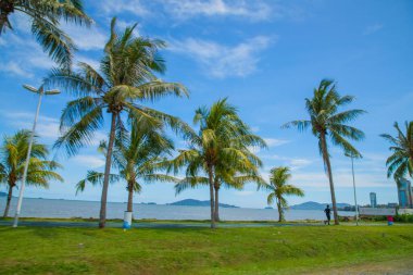 Kota Kinabalu, Sabah, Malezya 11.08.2024 Kota Kinabalu şehrinin manzarası. Palmiye ağaçlarıyla dolgu.