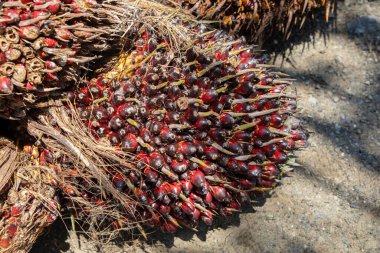 Büyük olgun palmiye yağı yığını, palmiye yağı üretimi için hazır.