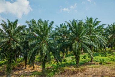 Malezya 'daki Kuala Lumpur çevresindeki yollar boyunca palmiye yağı üretimi için sonsuz palmiye ağaçları. Bir numaralı palmiye yağı üreticisi. parlak yeşil doğal arkaplan