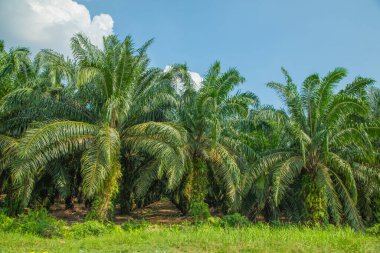 Malezya 'daki Kuala Lumpur çevresindeki yollar boyunca palmiye yağı üretimi için sonsuz palmiye ağaçları. Bir numaralı palmiye yağı üreticisi. parlak yeşil doğal arkaplan