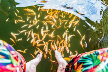 Bir sürü turuncu küçük Kangal balığı bir kadının ayağında ölü, keratinli deriyi kemirir. Sri Lanka 'da doğal pedikür. Balık doktorlarıyla Sri Lankalı eğlence çiftliği. Garra Rufa tedavisi