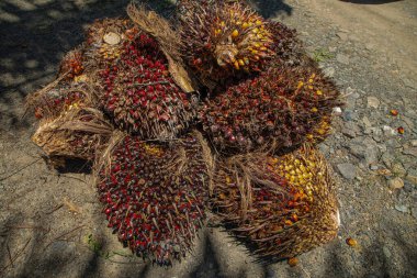 Büyük olgun palmiye yağı yığını, palmiye yağı üretimi için hazır.