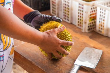 Malezya 'dan taze Durian meyvesi kısmen açıldı ve dikenli derilerin içinde duran parlak sarı etleri ortaya çıkardı. Kadın eli satılık büyük bir meyveyi açıyor.
