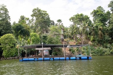 Kalutara, Sri Lanka 07. 02. 2023.Fish farm Spa pedicure or fish therapy for feet. It's known as Garra Rufa treatment Sri Lanka river. Some gold fish leaking the feet of man in fresh water clipart