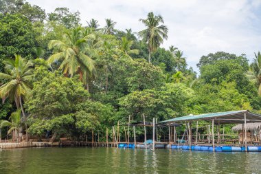 Kalutara, Sri Lanka 07. 02 numara. 2023. Balık spa pedikür ya da ayak için balık terapisi. Garra Rufa tedavisi olarak bilinir. Bazı altın balıklar insanın ayağını tatlı suya akıtıyor.