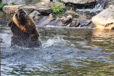 İki vahşi boz ayı, suda oynayan ursus arctos.