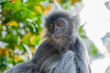 Tufted gri langur Semnopithecus priam 'ın portresi, Madras gri langur ve Coromandel kutsal langur olarak da bilinir. Gri komik tüylü maymun doğal yaşam alanında özgür yaşıyor, Malezya şehir parkında.