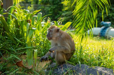 Tufted gri langur Semnopithecus priam 'ın portresi, Madras gri langur ve Coromandel kutsal langur olarak da bilinir. Gri komik tüylü maymun doğal yaşam alanında özgür yaşıyor, Malezya şehir parkında.