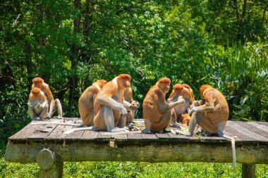 Borneo, Mangrove 'daki Proboscis Monkey Nasalis Larvatus. Vahşi doğada uzun burunlu komik kırmızı maymunlar. Küçük bir platformda oturup yemek yemek.