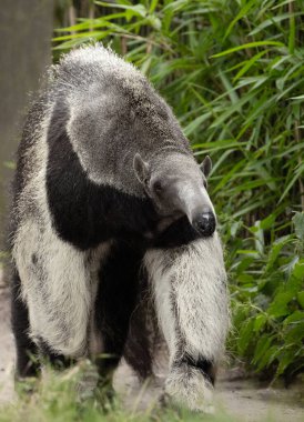 Giant anteater cute animal from Brazil. Myrmecophaga tridactyla, animal with long tail, long nose and long grey fur clipart