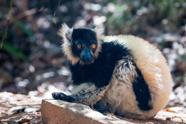 Siyah ve beyaz yakutlu lemur doğal habitatında, endemik Madagaskar. Şirin, tüylü, parlak primat yakın plan. Vary varecia variegata