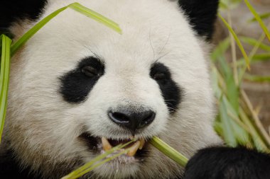 Seçici odak noktasında dev bir panda portresi. Komik siyah beyaz ayı bambu yer. göz teması