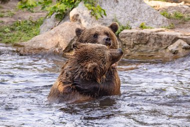 İki vahşi boz ayı, suda oynayan ursus arctos. Ayılar suda savaşırlar, çeşitli pozlar alırlar, ağzı açık ve etrafa su sıçratırlar.