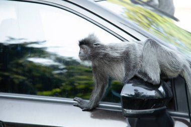 Tufted gri langur Semnopithecus priam, Madras gray ve Coromandel kutsal langur portresi. Gri komik tüylü maymun doğal yaşam alanında özgürce yaşıyor. Parkın yanındaki bir arabaya atlamak.