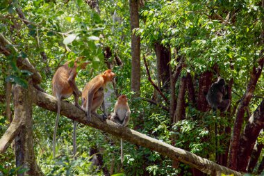 Borneo, Mangrove 'daki Proboscis Monkey Nasalis Larvatus. Vahşi doğada uzun burunlu komik kırmızı maymunlar..