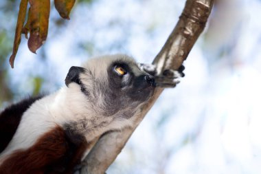 Nesli tükenmekte olan Coquerels Sifaka Lemur Propithecus coquereli. Madagaskar ormanlarında, doğal ortamında büyük şaşkın gözlerle küçük beyaz saçlı primat..