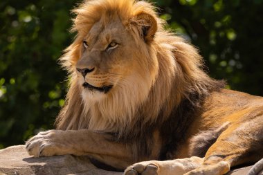 Aslan kafasının yakın plan görüntüsü. Aslan, kürkünün ve özelliklerinin ince detaylarını gösteren kalın yeleye sahiptir. Yeşil doğal arka planda aslan erkek portresi