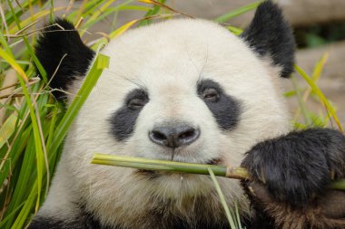 Seçici odak noktasında dev bir panda portresi. Komik siyah beyaz ayı bambu yer. göz teması