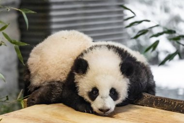 İki tatlı 6 aylık yavru dev pandalar hayvanat bahçesinde oynuyorlar ve çok sevimliler. 6 aylık panda yavruları tahta bir platformda kendi aralarında oynuyorlar ve genç bambu filizlerini yiyorlar..