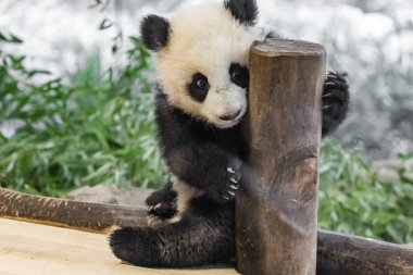 Şirin 6 aylık Yavru Dev Panda hayvanat bahçesinde oynak ve sevimli. 6 aylık panda yavruları tahta bir platformda kendi aralarında oynuyorlar ve genç bambu filizlerini yiyorlar..