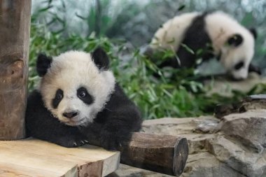 İki bebek panda, Ailuropoda melanoleuca, 6 aylık sevimli dev panda bebekleri ahşap bir platformda birlikte oynuyorlar..