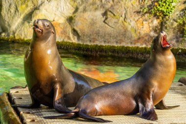Kaliforniya deniz aslanları güneşlenirler. Zalophus californianus. Islak siyah Pasifik fokları ahşap bir salda yatıyor..