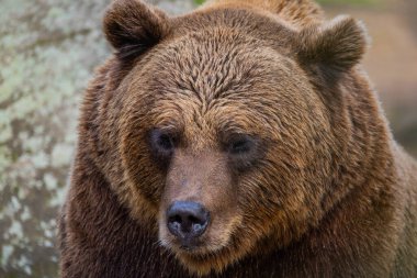 kahverengi ayı Ursus arctos. Seçici odak noktasında büyük bir yetişkin kahverengi ayının portresi. büyük güçlü hayvan