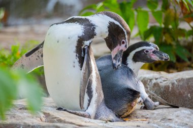 Humboldt Pengueni, Koloni Sfenisküs Humboldti. Bir çift şirin siyah beyaz penguen..