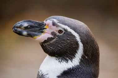 Humboldt Pengueni, Koloni Sfenisküs Humboldti. Küçük ve şirin bir penguenin geniş ve detaylı portresi. Uçmayan komik siyah beyaz kuş