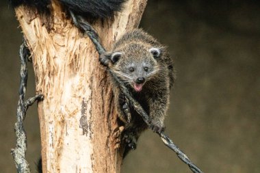 Bebek Arctictis binturong. Uzun, kalın siyah kürklü şirin bir hayvan. Kuru bir kütüğe takılıyor.