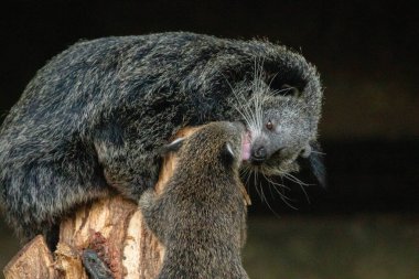 Binturong Arctictis binturong yetişkin dişi bebek ile binturong. Uzun siyah kürklü, sevimli, tüylü bir hayvan.