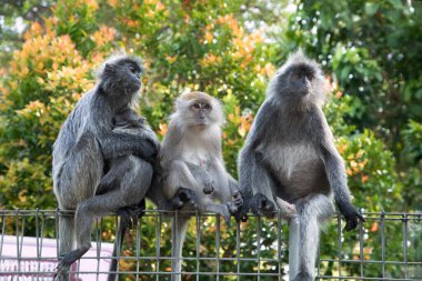 Tufted gri langur Semnopithecus priam 'ın portresi, Madras gri langur ve Coromandel kutsal langur olarak da bilinir. Gri komik tüylü maymun doğal yaşam alanında özgür yaşıyor, Malezya şehir parkında.