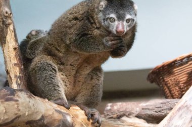 Ayı kümesi, sırtında bebek olan Phalanger Maculatus. Uzun kuyruklu, uzun pençeli, koyu renkli şirin küçük bir hayvan. Ağaçlarda yaşar