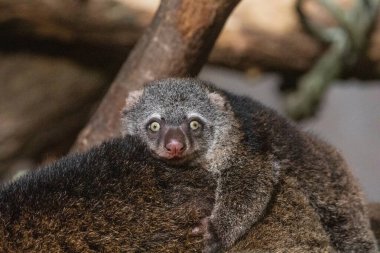 Ayı kümesi, sırtında bebek olan Phalanger Maculatus. Uzun kuyruklu, uzun pençeli, koyu renkli şirin küçük bir hayvan. Ağaçlarda yaşar