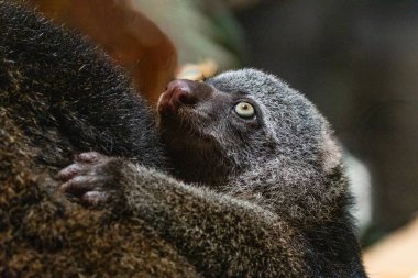 Ayı kümesi, sırtında bebek olan Phalanger Maculatus. Uzun kuyruklu, uzun pençeli, koyu renkli şirin küçük bir hayvan. Ağaçlarda yaşar