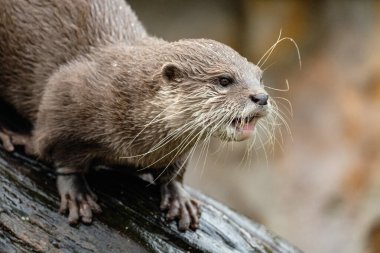Asyalı küçük pençeli su samuru Amblonyx cinerea, aynı zamanda doğulu küçük pençeli su samuru veya kayanın üzerindeki küçük pençeli su samuru olarak da bilinir. Küçük sevimli kahverengi bir hayvanın detaylı portresi.
