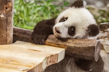 Şirin 6 aylık Yavru Dev Panda hayvanat bahçesinde oynak ve sevimli. 6 aylık panda yavruları tahta bir platformda kendi aralarında oynuyorlar ve genç bambu filizlerini yiyorlar..