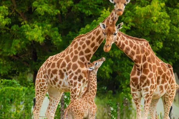 Zürafa Zürafa Camelopardalis ailesi, bir bebekle. Mavi dilini uzatıyor. Detaylı olarak çok yakından. Yaprak ve ince dallar yiyen zürafa.