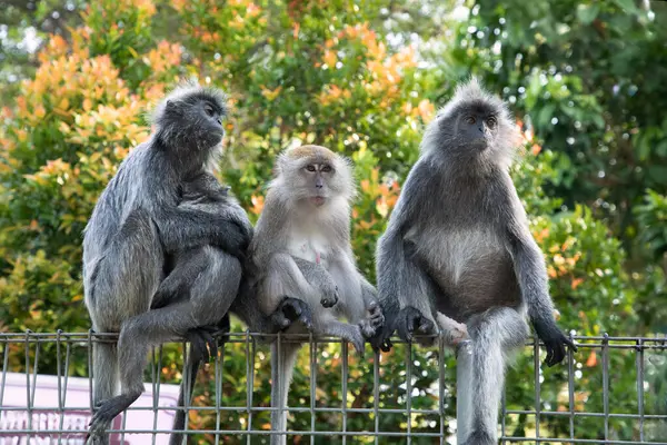 Tufted gri langur Semnopithecus priam 'ın portresi, Madras gri langur ve Coromandel kutsal langur olarak da bilinir. Gri komik tüylü maymun doğal yaşam alanında özgür yaşıyor, Malezya şehir parkında.
