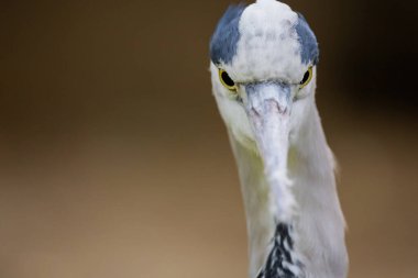 Güzel gri balıkçıl. Vahşi doğadaki gri balıkçıl balığının büyük ve detaylı portresi. Kuş, uzun gagalı grinin birkaç tonu..
