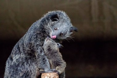 Binturong Arctictis binturong yetişkin dişi bebek ile binturong. Uzun siyah kürklü, sevimli, tüylü bir hayvan.