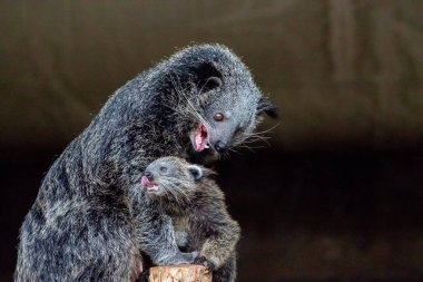 Binturong Arctictis binturong yetişkin dişi bebek ile binturong. Uzun siyah kürklü, sevimli, tüylü bir hayvan.