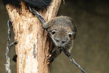 Bebek Arctictis binturong. Uzun, kalın siyah kürklü şirin bir hayvan. Kuru bir kütüğe takılıyor.