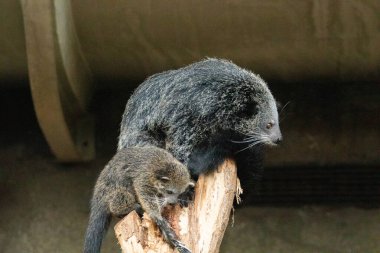 Binturong Arctictis binturong yetişkin dişi bebek ile binturong. Uzun siyah kürklü, sevimli, tüylü bir hayvan.