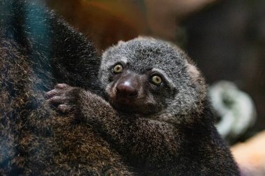 Ayı kümesi, sırtında bebek olan Phalanger Maculatus. Uzun kuyruklu, uzun pençeli, koyu renkli şirin küçük bir hayvan. Ağaçlarda yaşar