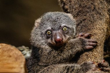 Ayı kümesi, sırtında bebek olan Phalanger Maculatus. Uzun kuyruklu, uzun pençeli, koyu renkli şirin küçük bir hayvan. Ağaçlarda yaşar