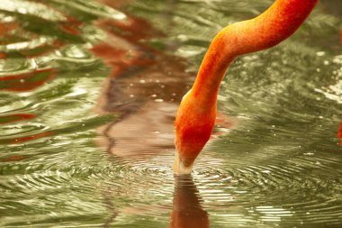 Parlak pembe flamingo sürüsü güzel yeşil bir gölette duruyor.