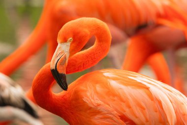 Parlak pembe flamingo sürüsü güzel yeşil bir gölette duruyor.