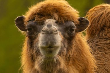 Kameraya yakından bakan sevimli, tüylü bir evcil deve. Shaggy kahverengi sevimli hayvan portresi